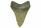 Serrated, Fossil Megalodon Tooth - North Carolina #338467-1